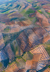 Aerial view of olive groves and cereal fields, Toledo, Castilla-La Mancha, Spain, Europe