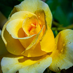 Gelbe Rosenblüte im Morgentau / Nahaufnahme