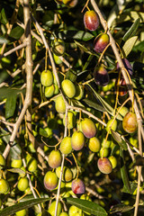Gr&uuml;ne Oliven am Baum