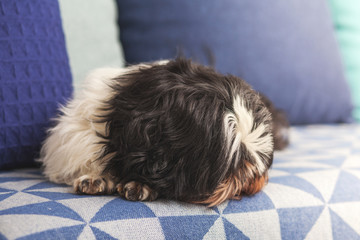 Funny shaggy dog ​​sleeping at home on the couch. Shih Tzu breed.
