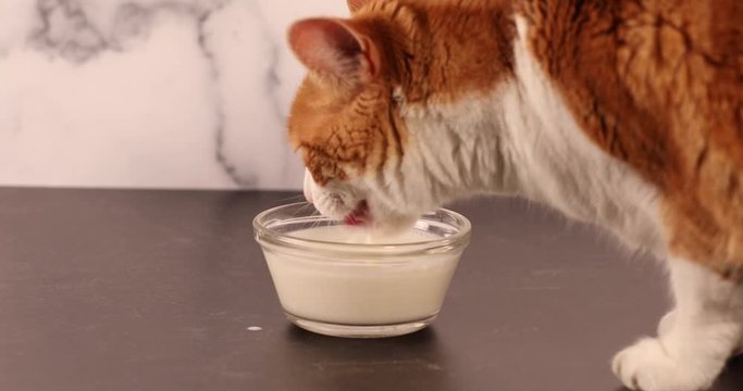 Video of orange and white tabby cat very thirsty drinking milk quickly from a glass bowl 