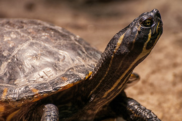 Obraz premium Schildkröte