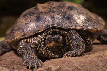 Schildkröte