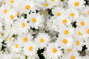 Natural floral background with blossoming daisies or white yellow flowers pattern top view.