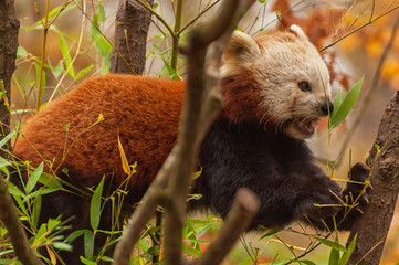 Kleiner Panda