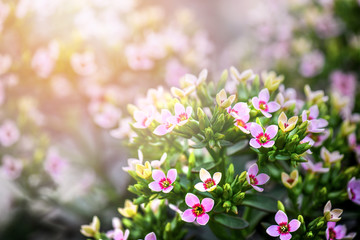 Violet flowers in warm sunny light in background. Blur bokeh blossom floral concept.