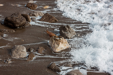 Waves on the wild seashore. Stones, white sea foam and brown sand after a storm. Wildlife.