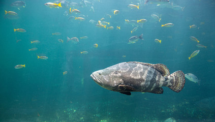 Giant grouper. a large saltwater fish of the grouper family found in the eastern as well as western Atlantic ocean. Giant grouper fish swimming in blue aquatic ambiance.