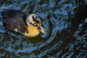 Small little duck from top view photo. Bird ducks kind in water close up.