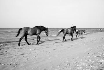 Fototapeta na wymiar A nice view of some horses in the beach