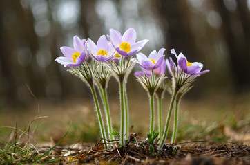 Spring flowers. The bush of the first spring flowers in the forest. Flowers dream grass. Primroses.