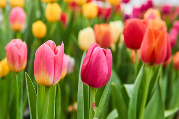 growing vibrant pink and purple tulips close-up