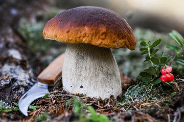Mushrooms cut in the woods. Mushroom boletus edilus. Popular white Boletus mushrooms in forest.