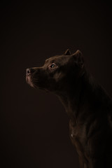dog on a dark background. profile portrait Pit bull terrier in the studio. Cute pet