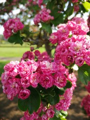 pink flowers in the garden