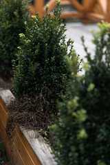 Cypress cedar tree branch.Thuja occidentalis bush is evergreen coniferous tree cypress family Cupressaceae. Conifer cedar thuja leaf green texture.Green coniferous branches of a bush as a background