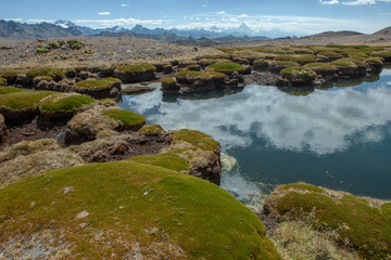 Naklejka na ściany i meble Pond and moss at National Park Huascaran Peru South America Andes. Mataraju Jungay. Cordillera Blanca