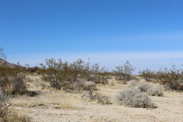 One of many reasons native plants are important is promotion of biodiversity through co evolved ecological relationships, such as those occurring in Joshua Tree National Park.
