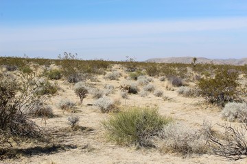 One of many reasons native plants are important is promotion of biodiversity through co evolved ecological relationships, such as those occurring in Joshua Tree National Park.