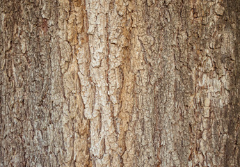 Obraz premium tree bark wood texture