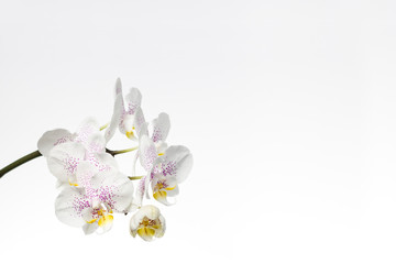 Fototapeta na wymiar White and purple orchid isolated on white background