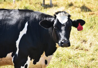 Staring Dairy Cow