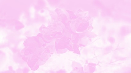 Blooming bougainvillea flowers background. Pink and white color background with flower pattern. 16:9 panoramic format