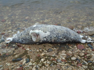 dead seal in Saaremaa