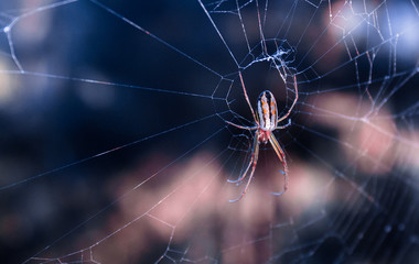 colorful spider in its cobweb