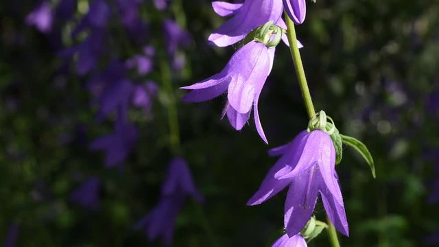 Slow pan of creeping Blue Bellflower, Campanula rapunculoides, blooming under a tree in the garden.