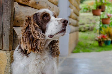  English Springer Spaniel dog calm at home in the mountain