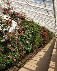 Grade 1 listed greenhouse housing historic camelia plants, at Chiswick House and Gardens in west...