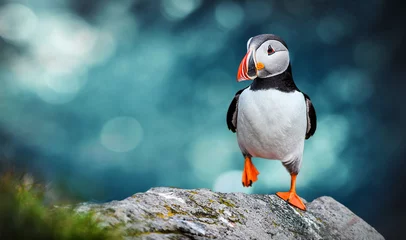 Wall murals Puffin Atlantic Puffins bird or common Puffin in ocean blue background. Fratercula arctica. Norway most popular birds.