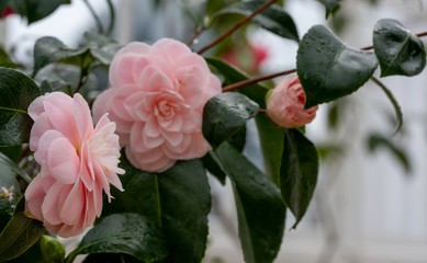 Pale pink camelia flowers, photographed in a greenhouse in Chiswick, London UK