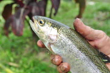  Fishing in trout farm in the countryside