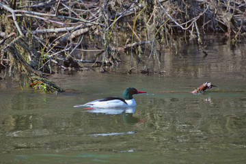 2020-02-27 A COMMON MERGANSER DUCK ON THE SAMMAMISH RIVER IN REDMOND WASHINGTON