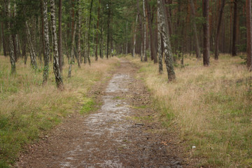 Fototapeta na wymiar Sandy road in the Polish forest near the sea