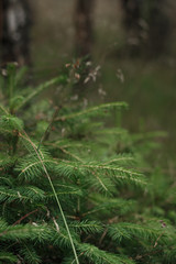 Close-up of spruce needles in the Polish forest