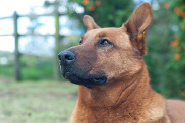  Creole dog in country house in the mountains