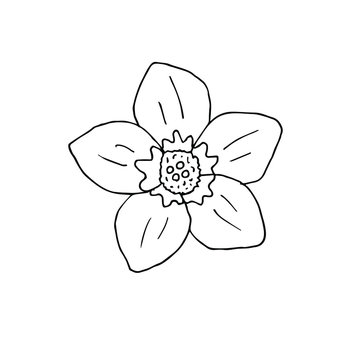 Vector hand drawn doodle sketch forget me not flower isolated on white background
