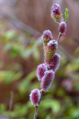 Close up of the attractive flower of Salix gracilistyla 'Mount Aso' plant, furry pink catkins which typically blossom in winter. © Lois GoBe