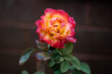 colorful rose on a black background