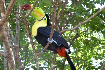 toucan in a tree