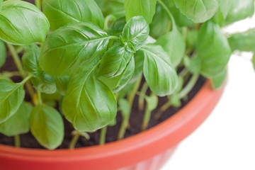 Green basil in pot isolated on white background