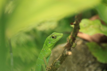 Crested Green Lizard, Borneo Island