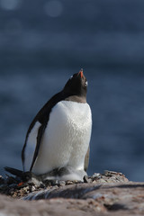 Fototapeta premium Gentoo Penguin with his chick