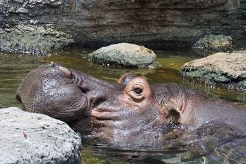 カバ水から顔を出す
