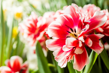 Beautiful red-white tulip on a background of bright flowers and greenery. Selective focus.