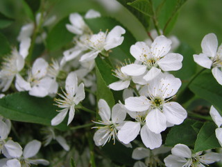 Flowering fruit trees in spring