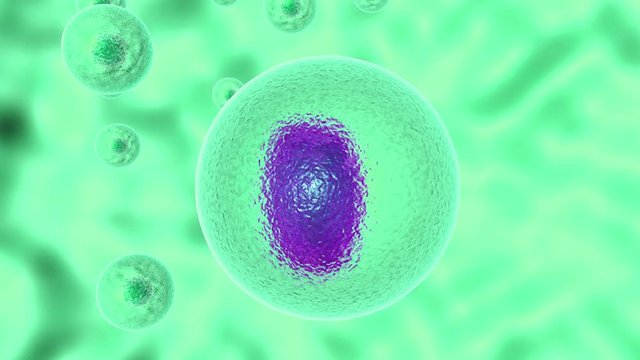 3D animation of process infecting living cell of pathogenic microorganism. Pathogenic microorganism divides inside the living cell then lyses the cell wall.